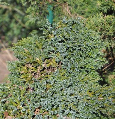 Teppichwacholder Holger 20-30cm - Juniperus squamata