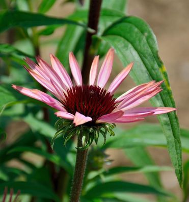 Sonnenhut Augustkönigin - Echinacea purpurea