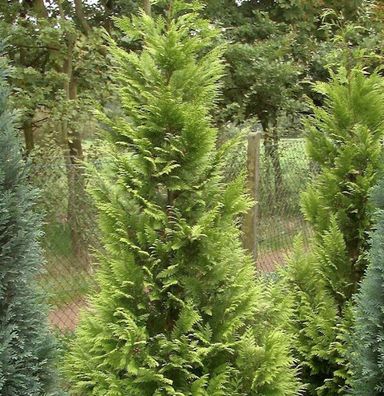 Garten Zypresse Sunny Kiss Green 40-60cm - Chamaecyparis lawsoniana
