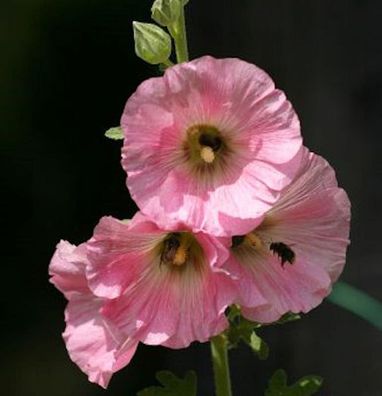 Rosa Stockrose - Alcea rosea