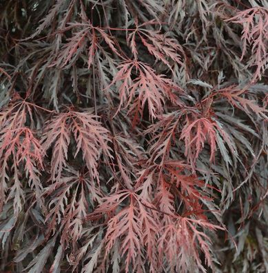 Hochstamm Japanischer Ahorn Tamueyama 100-125cm - Acer palmatum