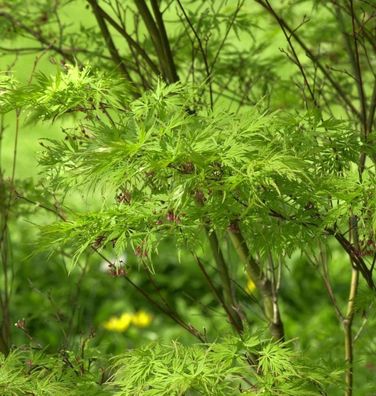 Geschlitztblättriger Fächer Ahorn Seiryu 80-100cm - Acer palmatum