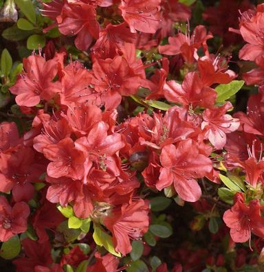 Japanische Azalee Rotstein 15-20cm - Rhododendron obtusum - Zwerg Alpenrose