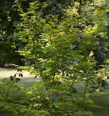 Koreanischer Fächer Ahorn Arctic Jade 60-80cm - Acer pseudosieboldianum