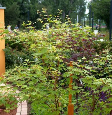 Japanischer Ahorn Anne Irene 80-100cm - Acer palmatum