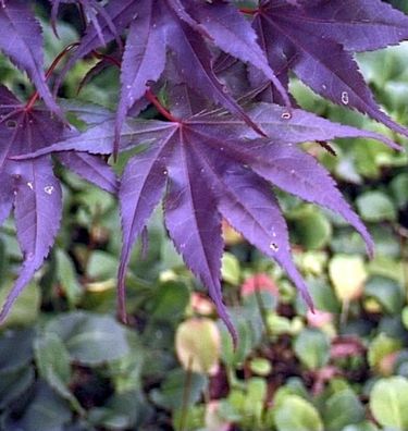 Fächer Ahorn Black Lace 60-80cm - Acer palmatum