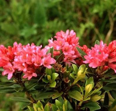 Japanische Azalee Little Red 30-40cm - Rhododendron obtusum - Zwerg Alpenrose