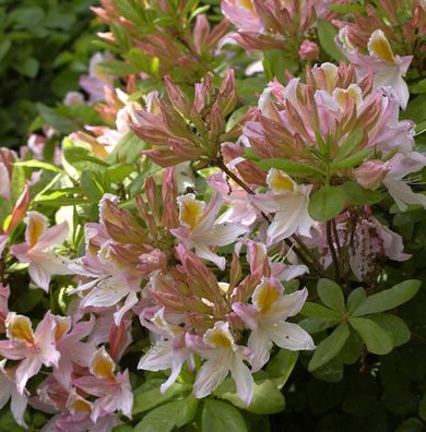 Azalee Irene Koster 30-40cm - Rhododendron luteum - Alpenrose