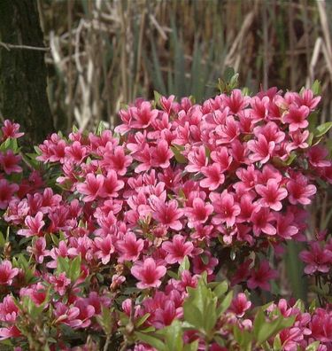 Japanische Azalee Silvester 30-40cm - Rhododendron obtusum - Zwerg Alpenrose