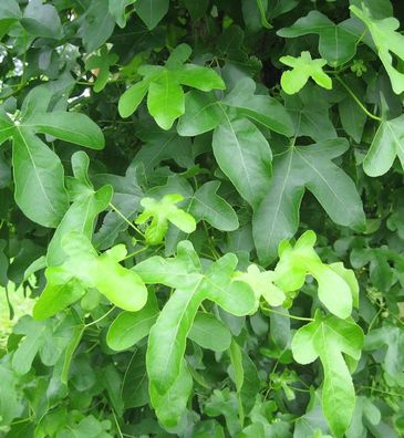 Amberbaum Rotundliloba 60-80cm - Liquidambar styraciflua