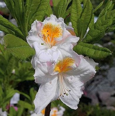 Hochstamm Azalee Möwe 60-80cm - Rhododendron luteum - Alpenrose