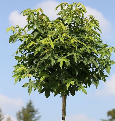 Hochstamm Kugel Amberbaum Gumball 100-125cm - Liquidambar styraciflua