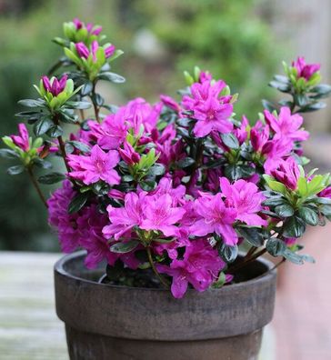 Japanische Azalee Lady Dark® 25-30cm - Rhododendron obtusum - Zwerg Alpenrose