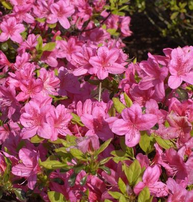 Japanische Azalee Rosalind 60-70cm - Rhododendron obtusum - Zwerg Alpenrose