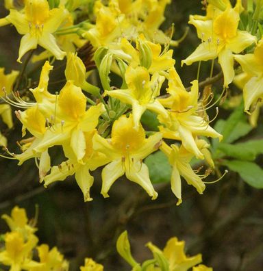 Laubabwerfende Azalee 40-50cm - Rhododendron luteum - Alpenrose