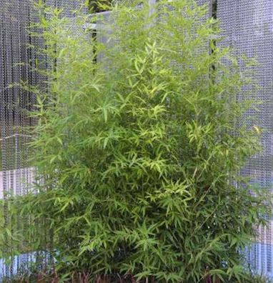 Gartenbambus 100-125cm - Phyllostachys bissetii
