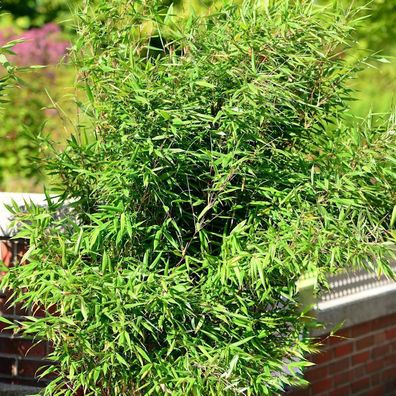 Gartenbambus Schwarzgrün 80-100cm - Fargesia murielae