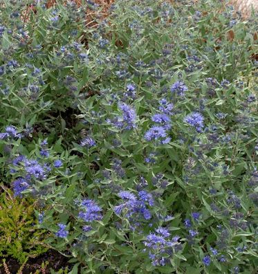 Bartblume Kew Blue 40-60cm - Caryopteris clandonensis