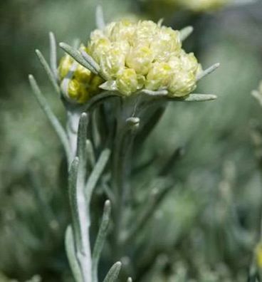 Italienische Strohblume - Currystrauch - Helichrysum italicum