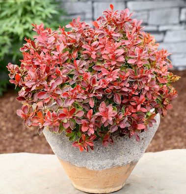 Beberitze Admiration® 25-30cm - Berberis thunbergii