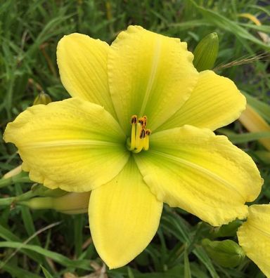 Taglilie Green Flutter - Hemerocallis cultorum