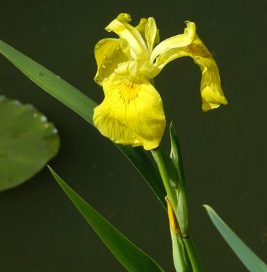 Wasserschwertlilie - Iris pseudacorus