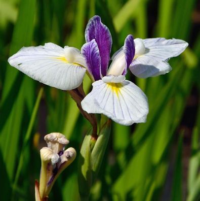 Japanische Sumpf Schwertlilie Fortune - Iris ensata