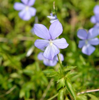 Hornveilchen Boughton Blue - Viola cornuta