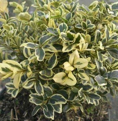Buntblättriger Buchsbaum 40-50cm - Buxus sempervirens