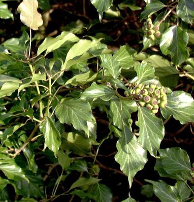 Strauch Efeu 30-40cm - Hedera helix Arborescens