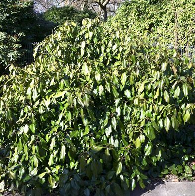 Kaukasischer Strauch Efeu 30-40cm - Hedera colchica Arborescens