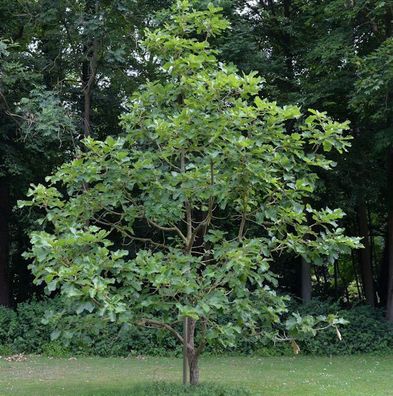 Japanische Kaisereiche Carl Ferris Miller 60-80cm - Quercus dentata