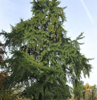Fächerblattbaum 100-125cm - Ginkgo biloba