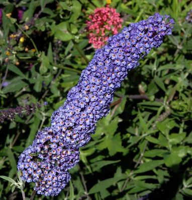 Schmetterlingsstrauch Adonis Blue 40-60cm - Buddleja