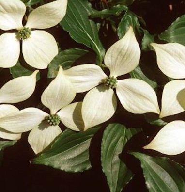 Japanischer Blumen Hartriegel Roberts Select 80-100cm - Cornus kousa
