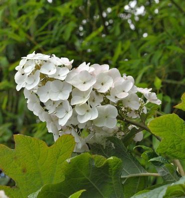 Eichenblättrige Hortensie Snow Queen 30-40cm - Hydrangea quercifolia