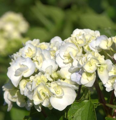 Bauernhortensie Lanarth White 30-40cm - Hydrangea macrophylla