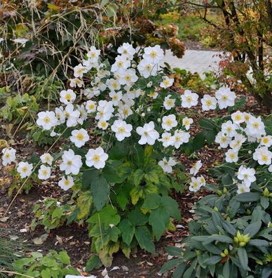 Herbstanemone Honorine Jobert - Anemone japonica