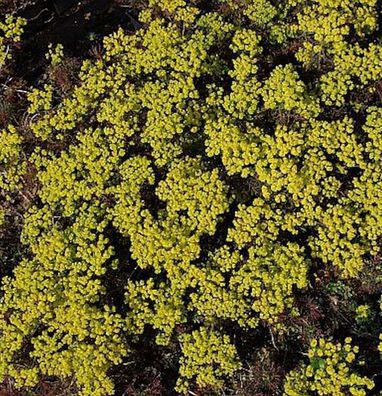 Zypressen Wolfsmilch Clarice Howard - Euphorbia cyparissias