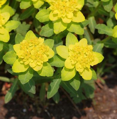 Gold Wolfsmilch - Euphorbia polychroma
