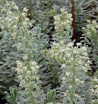 Zypressen Wolfsmilch Silver Swan - Euphorbia characias