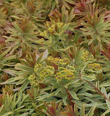 Busch Wolfsmilch Ascot Rainbow - Euphorbia martinii