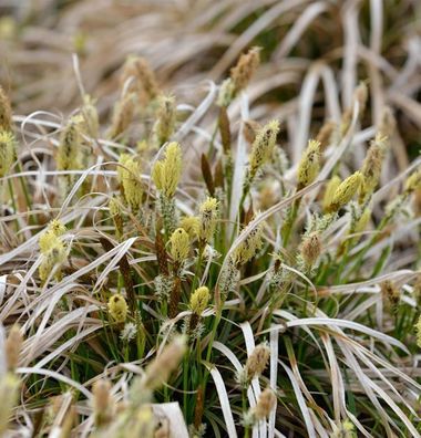 Frühlingssegge The Beatles - Carex caryophyllea