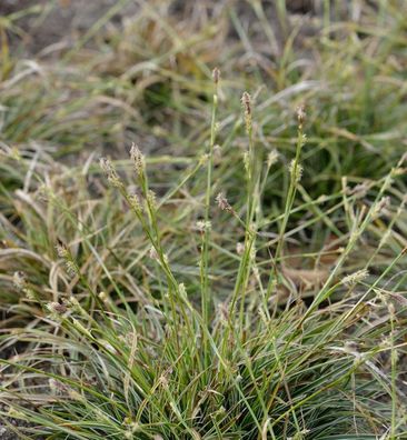 Segge Snowline - Carex conica