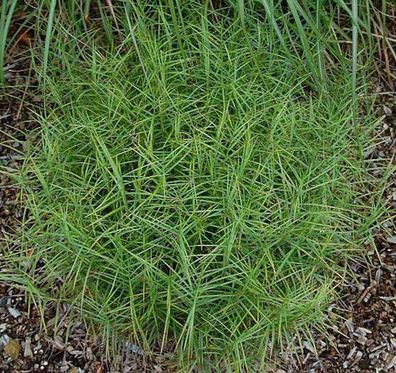 Palmwedelegge Silberstreif - Carex muskingumensis