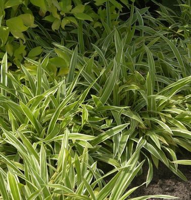 Weißbunte Teppich Segge - Carex siderosticha