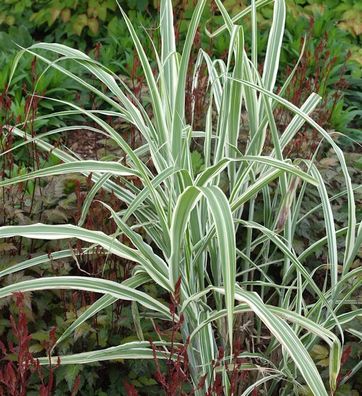 Chinaschilf Cosmopolitan - XXXL Topf - Miscanthus sinensis