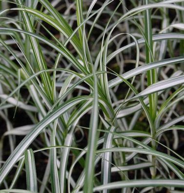 Palmwedelsegge - Carex muskingumensis