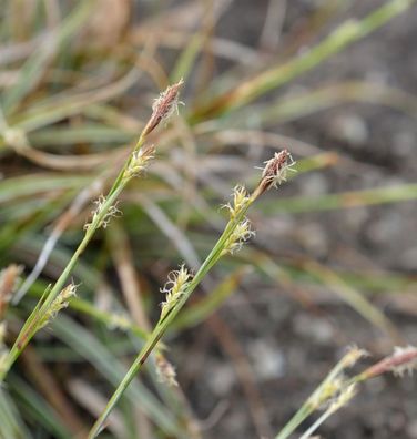 Segge Variegata - Carex conica