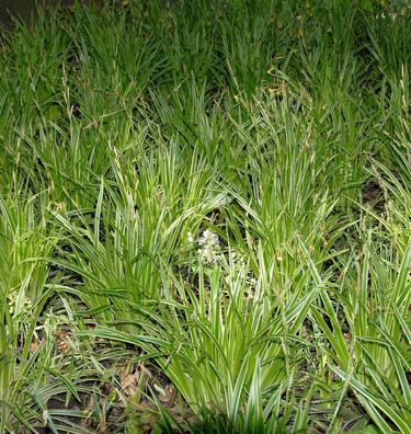Teppich Japan Segge Goldband - Carex foliosissima